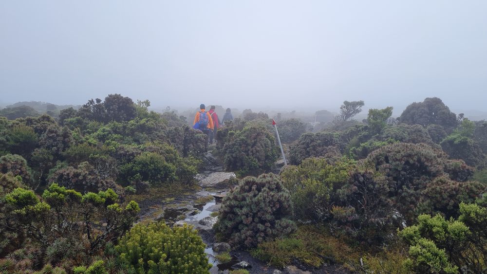 On top of Quamby plateau On top of Quamby plateau