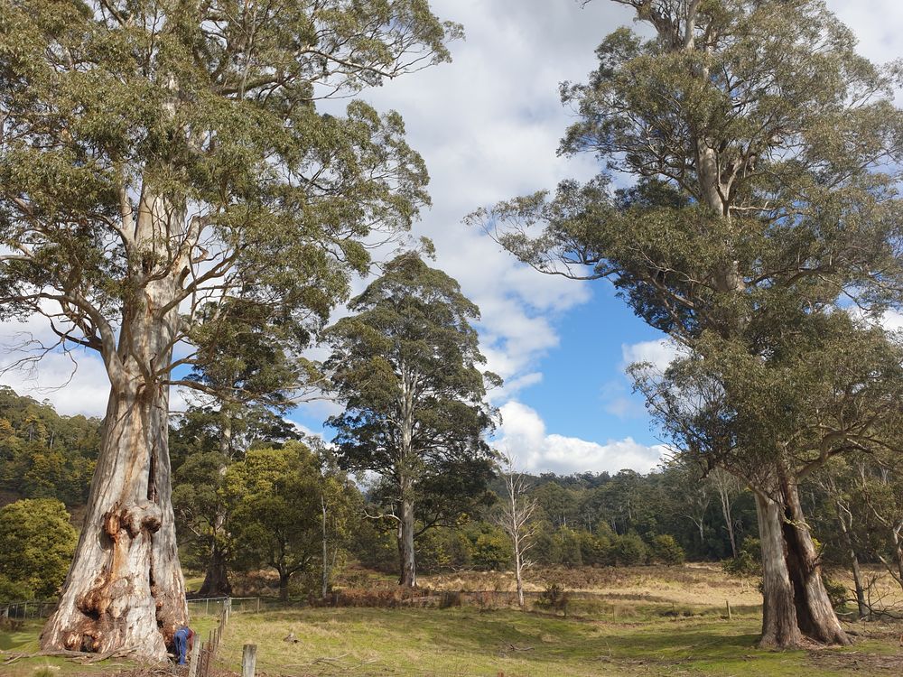 Sassafras cave Sassafras cave