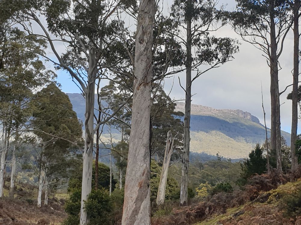 Sassafras cave Sassafras cave