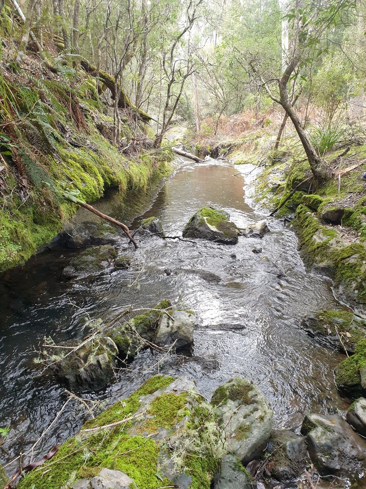 Sassafras cave Sassafras cave