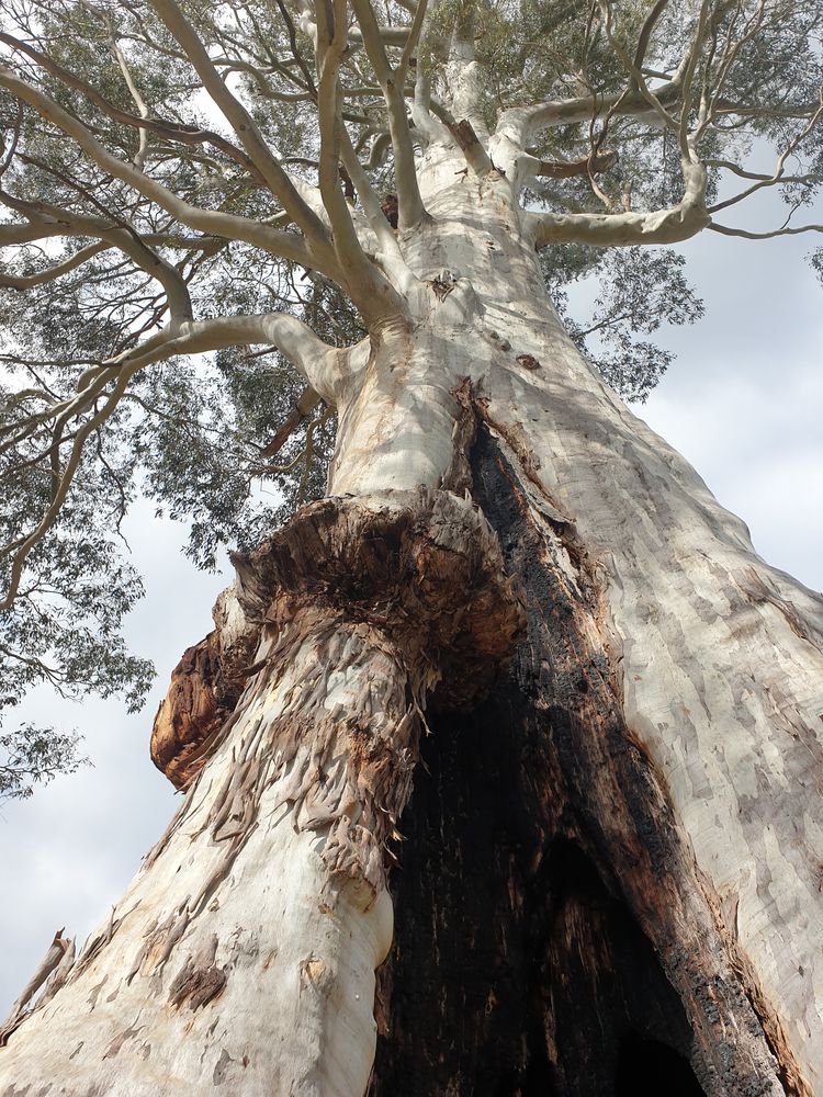 Sassafras cave Sassafras cave