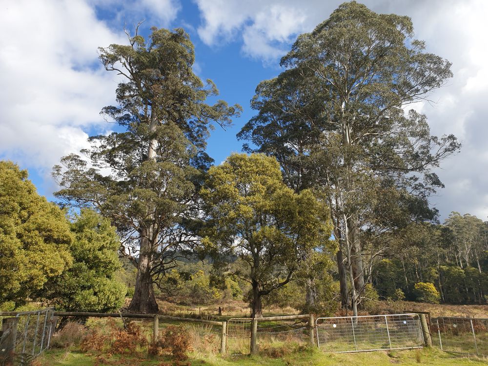 Sassafras cave Sassafras cave