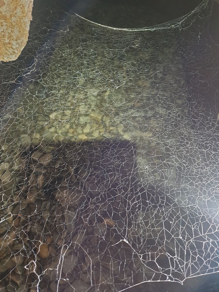 Sassafras cave Sassafras cave