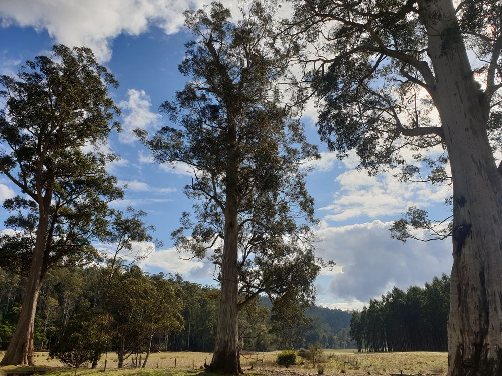 Sassafras cave Sassafras cave
