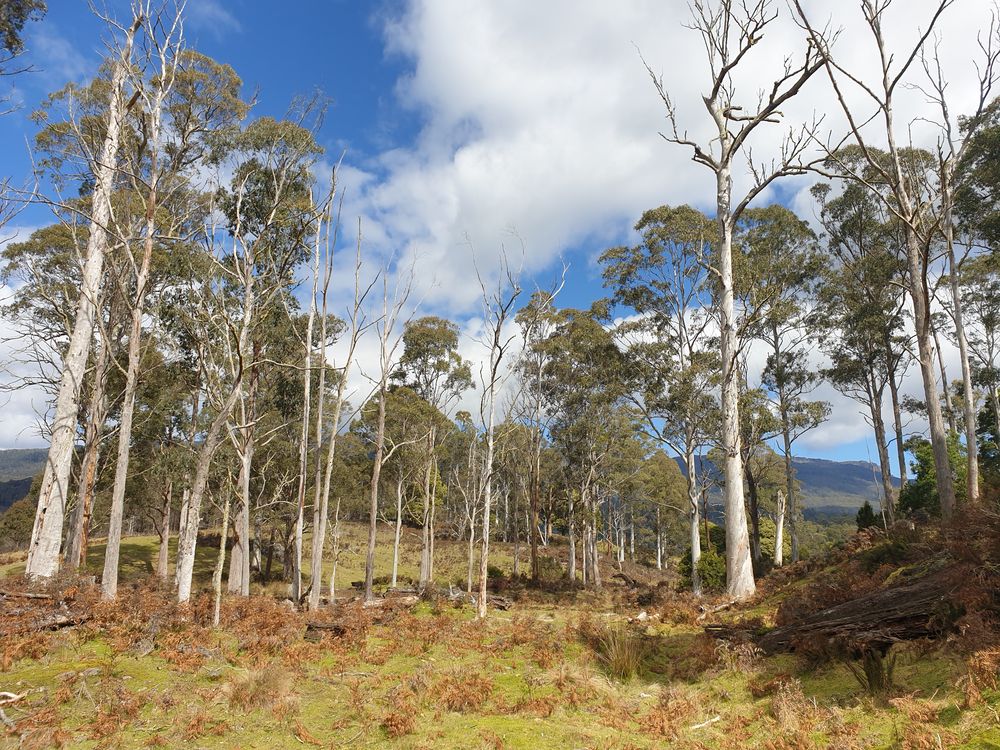 Sassafras cave Sassafras cave