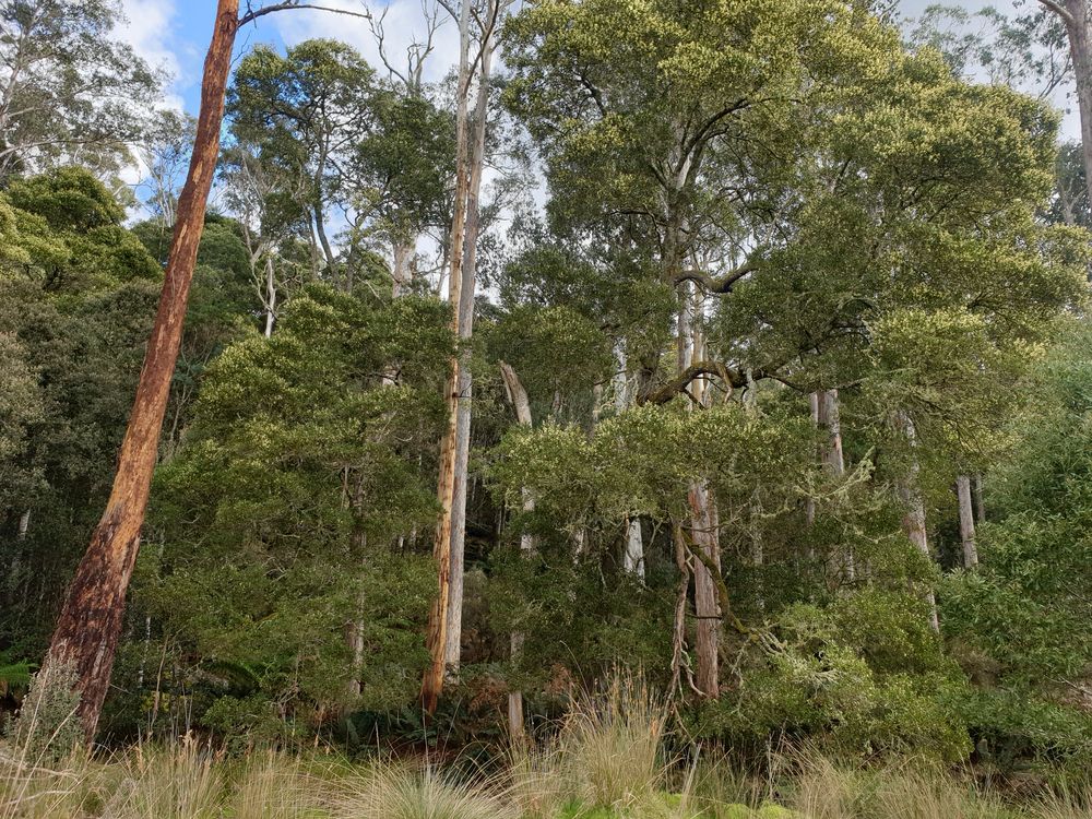 Sassafras cave Sassafras cave