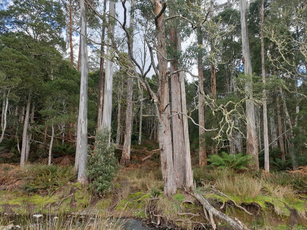 Sassafras cave Sassafras cave