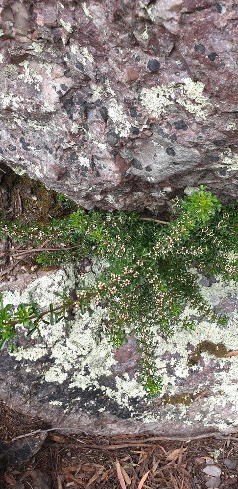 Spring wildflowers Spring wildflowers