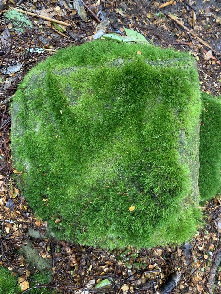 Vivid green moss on stone Vivid green moss on stone
