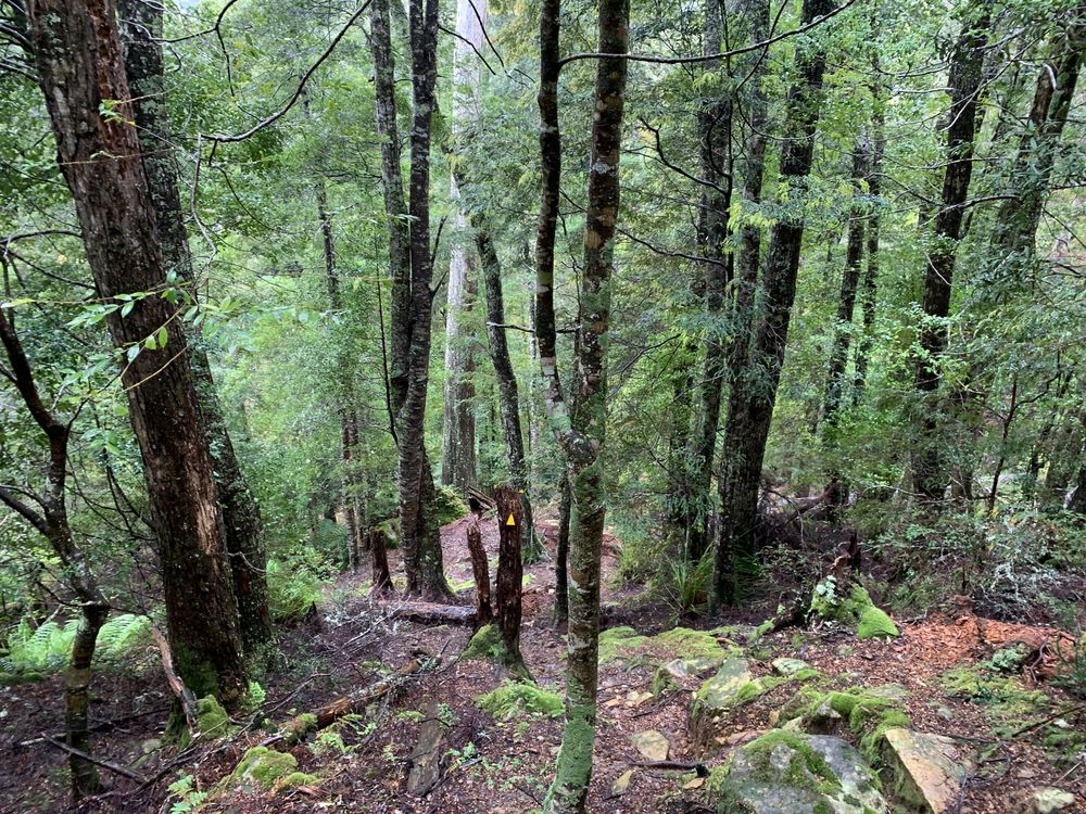 Leaving the manferns behind as the track continues up through myrtle Leaving the manferns behind as the track continues up through myrtle