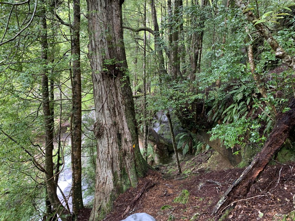 Believe it or not but a platypus was hiking this path Believe it or not but a platypus was hiking this path