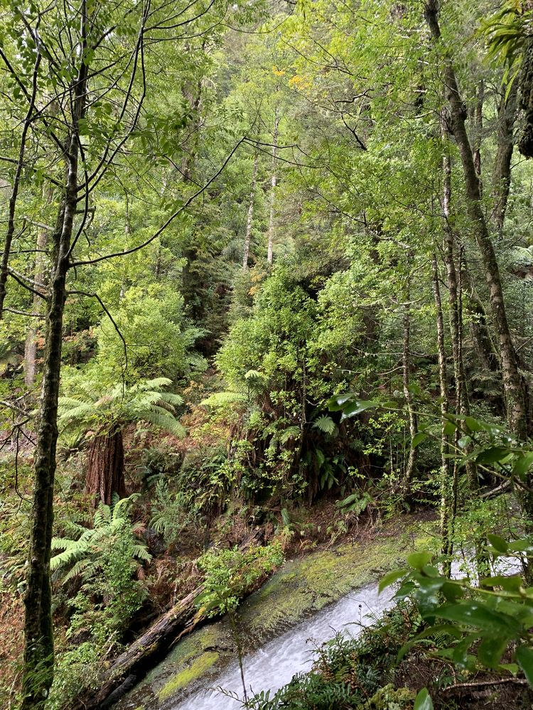 The bright green is new spring growth of sassafras The bright green is new spring growth of sassafras