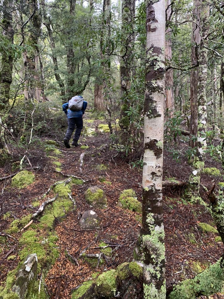 Up into the cloud forest Up into the cloud forest
