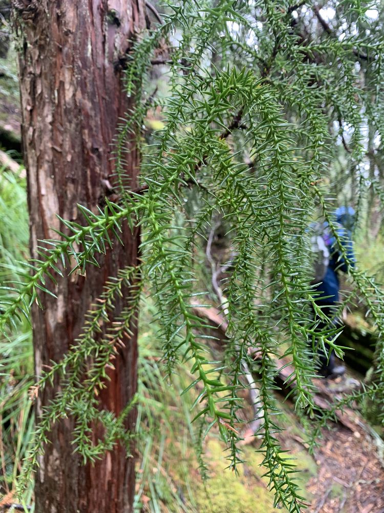 King Billy pine King Billy pine