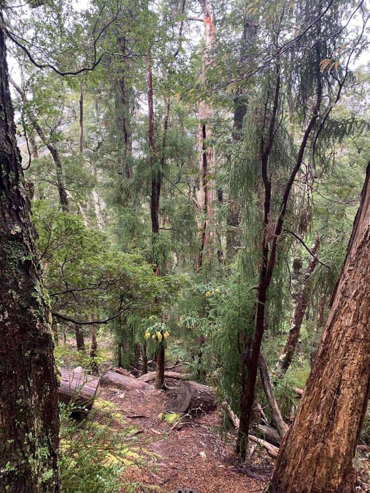 A grove of King Billys A grove of King Billys