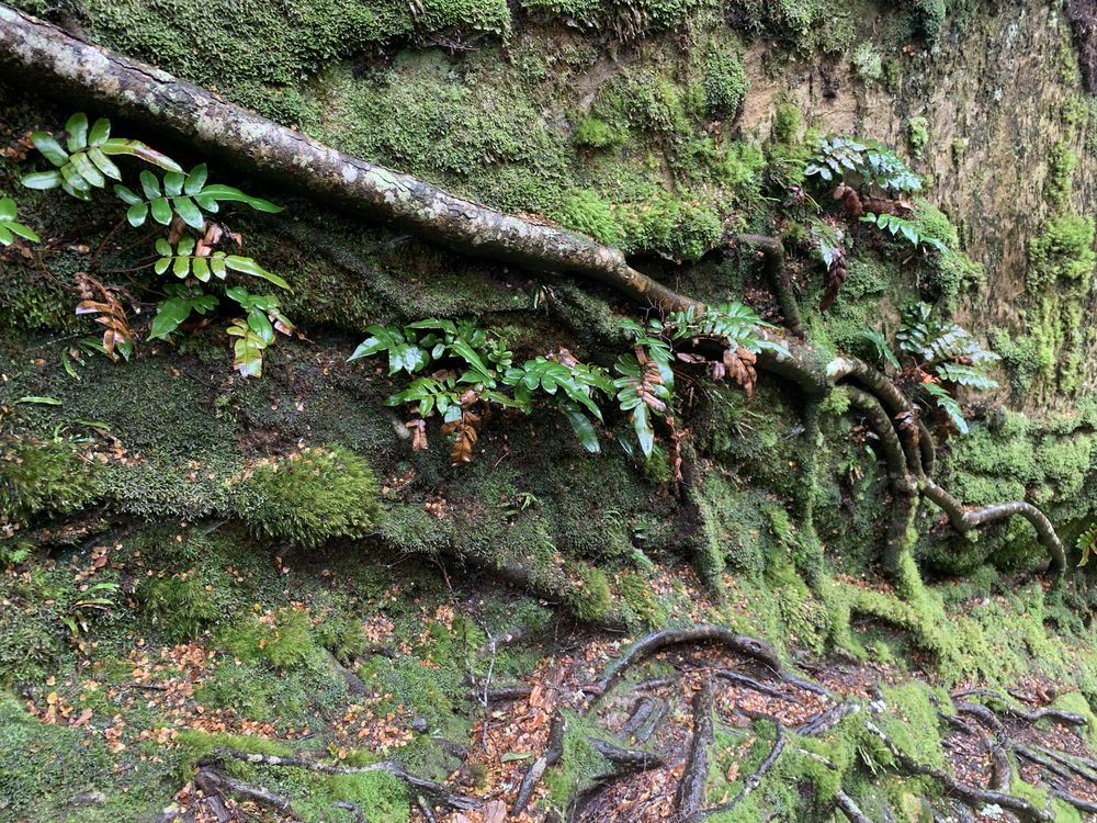Split Rock's natural handrail Split Rock's natural handrail