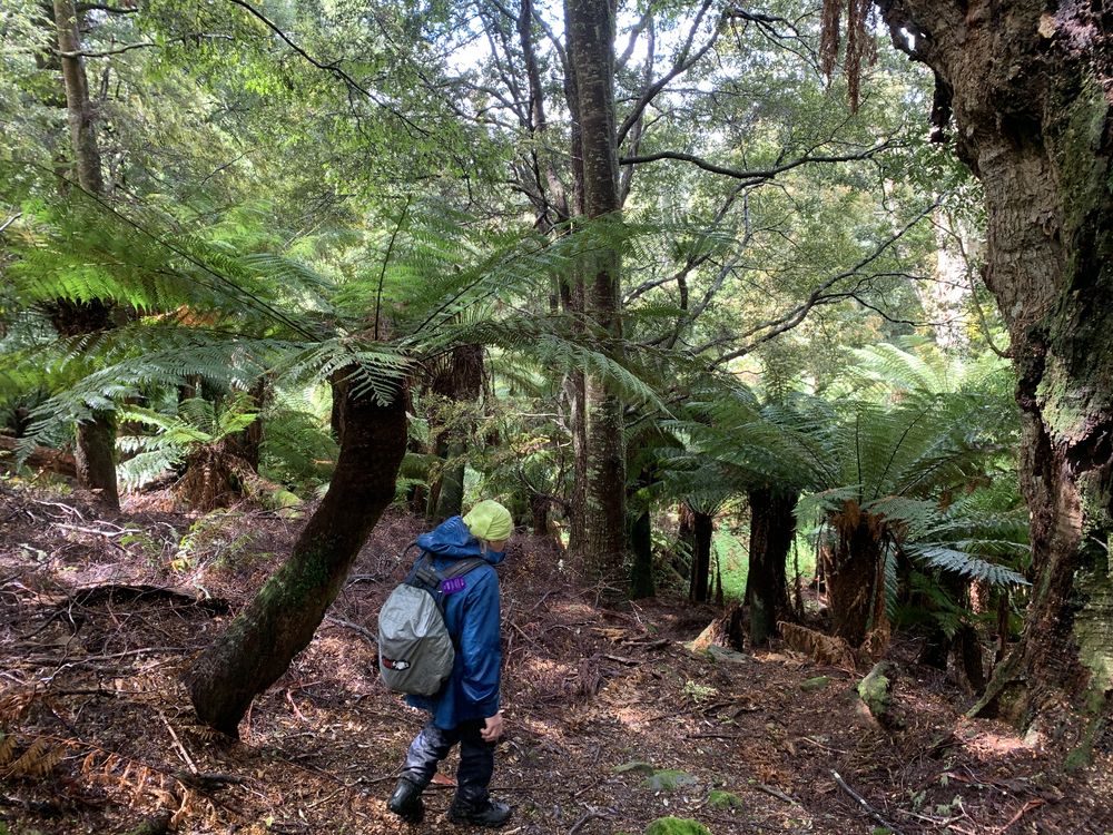Rain stops, sun comes out and the forest changes Rain stops, sun comes out and the forest changes