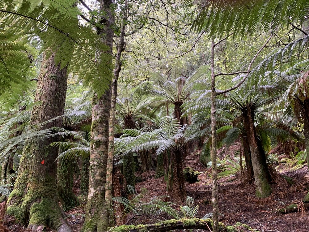 Entering the manferns Entering the manferns