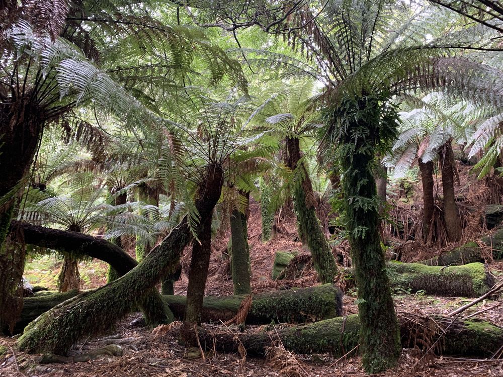 Manferns or decorated ladies? Manferns or decorated ladies?