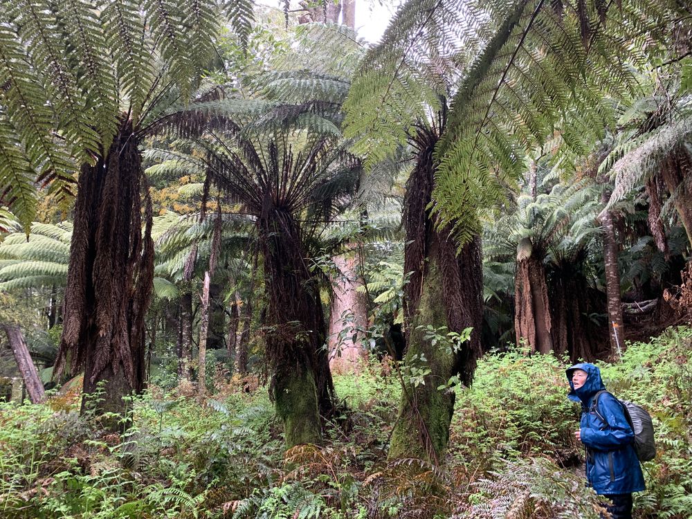 Deb dwarfed by the manferns Deb dwarfed by the manferns