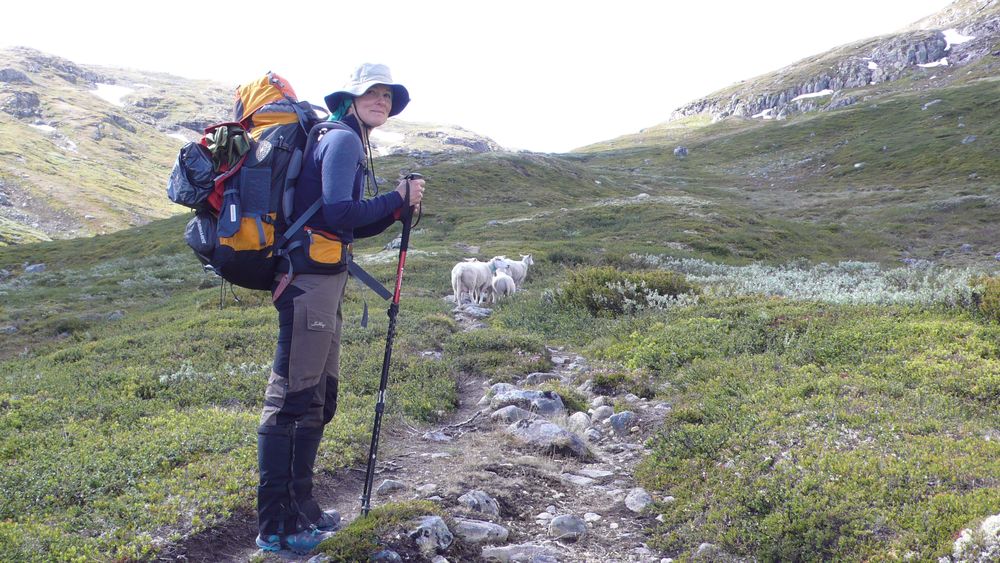 The route up into the mountains. The sheep lead the way.