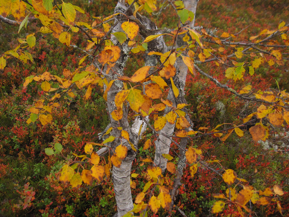 Autumn in the mountains