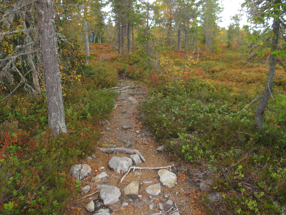 Then it heads up to a more exposed plateau area still quite wooded