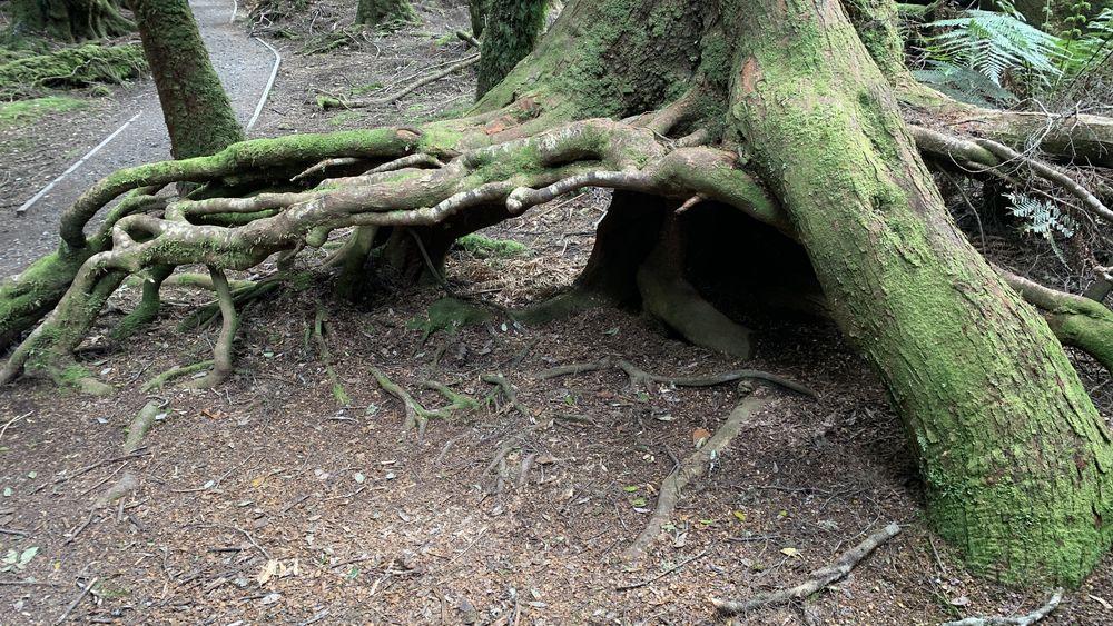 Spider like roots. Spider like roots.