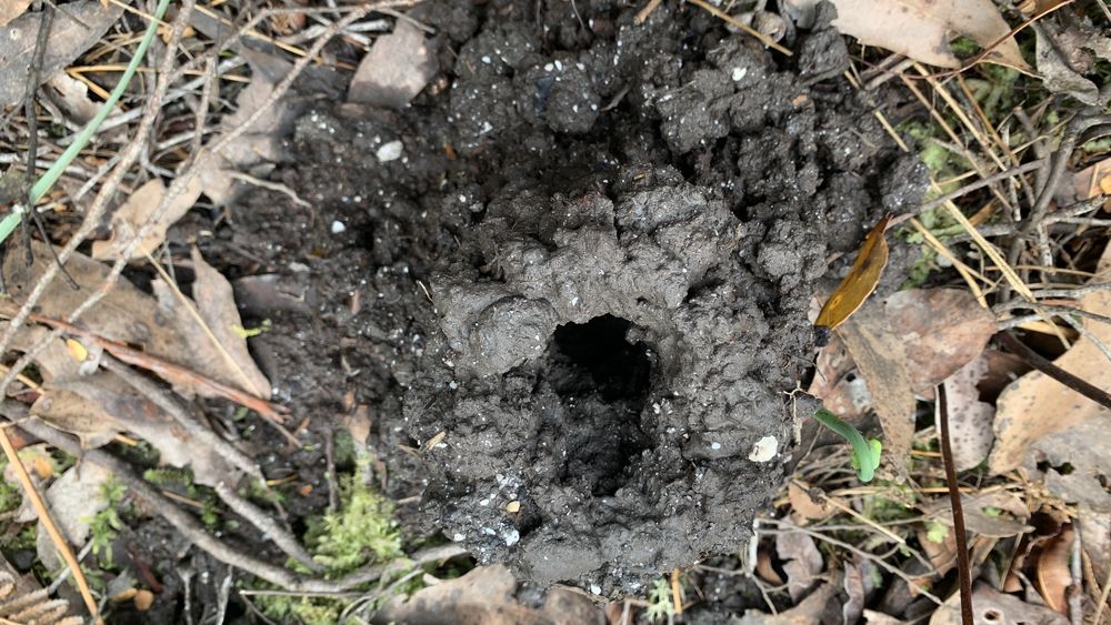 Crayfish mounds. Crayfish mounds.