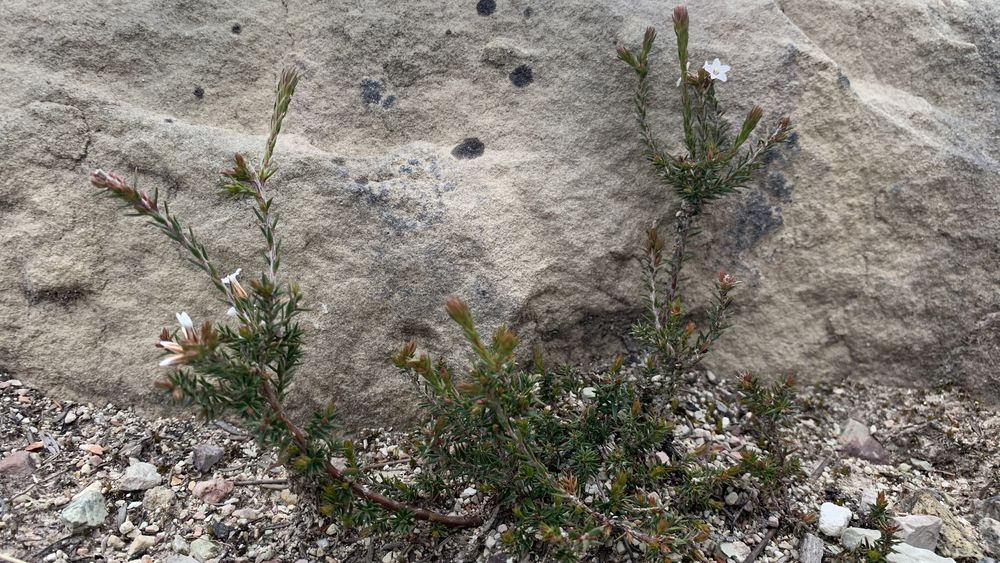 Native spring flower. Native spring flower.