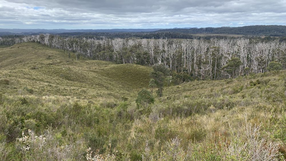 Dead trees along the river bed. Dead trees along the river bed.