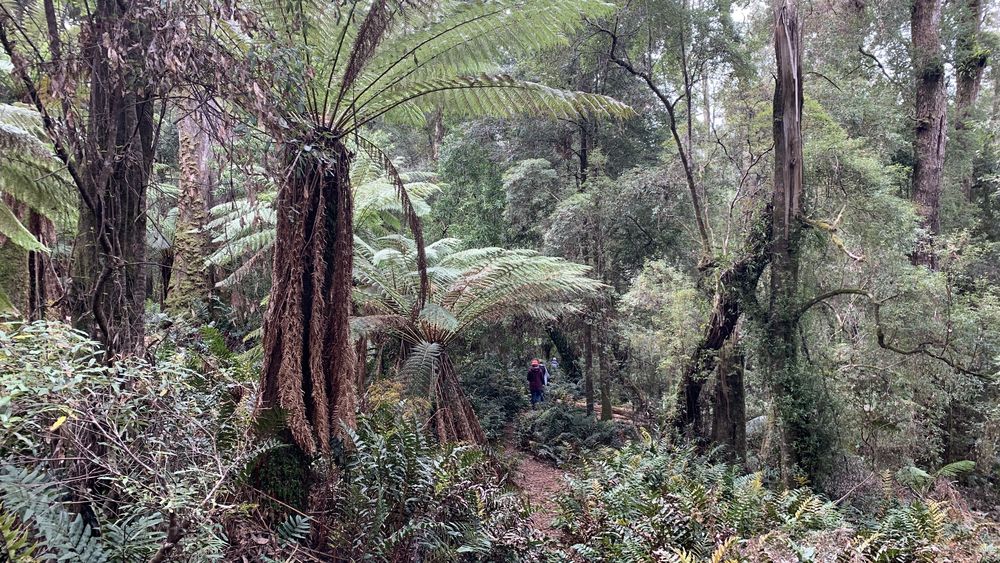 The track in to Lake Chisholm. The track in to Lake Chisholm.