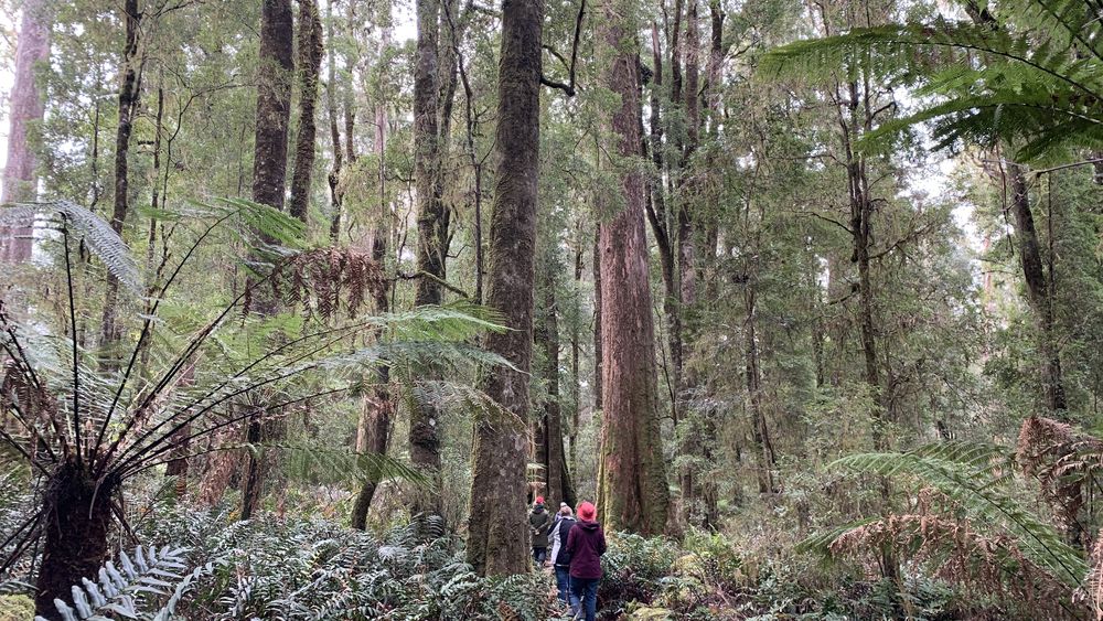 Eucalypt forest. Eucalypt forest.