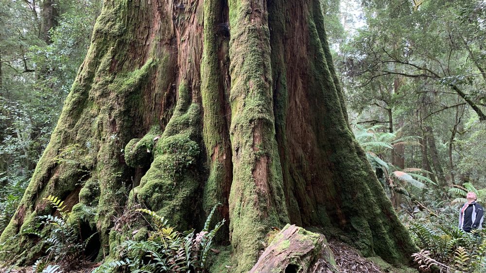 It's always about the trees. Check out the size of that base. It's always about the trees. Check out the size of that base.