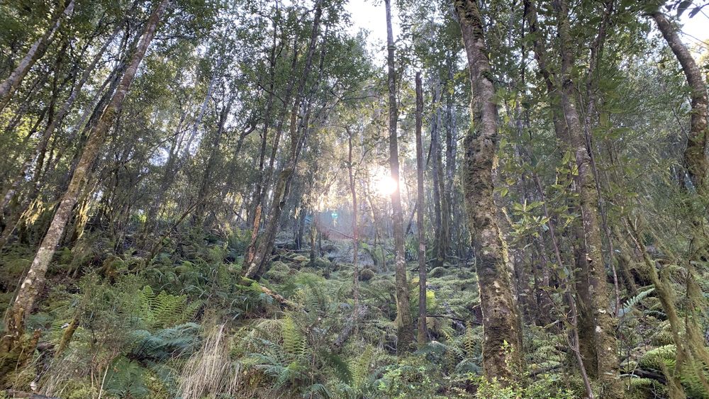 Morning sun streaming through the rainforest. Morning sun streaming through the rainforest.