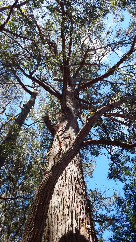 The crown of one of these native giants