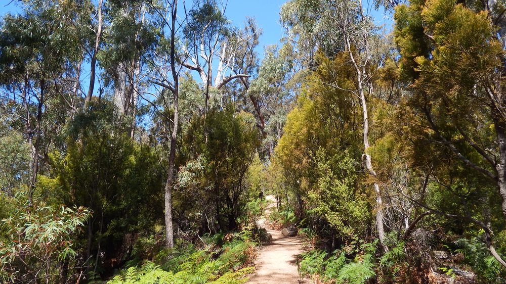 One thing photos can't reproduce are the smells and sounds of the bush