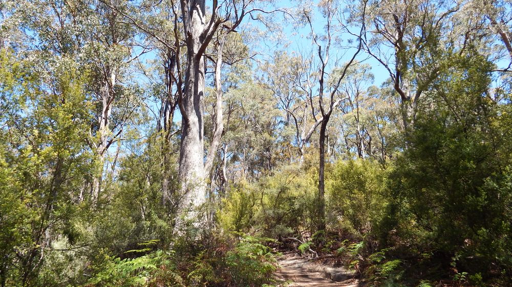 Spring time in the bush