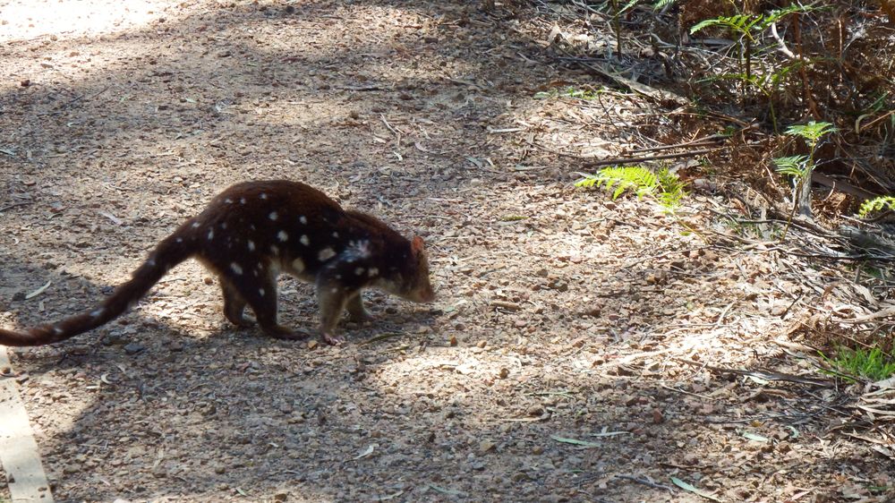 The body shape is a little similar to the Thylacine or Tasmanian tiger