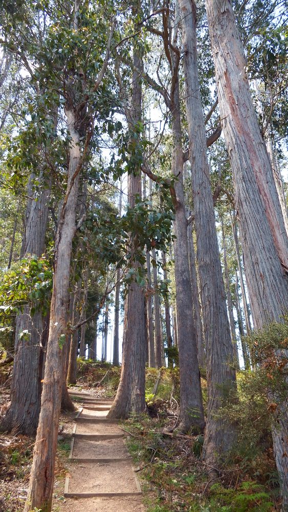 Walk among Tassie's tall peppermint eucalypt giants