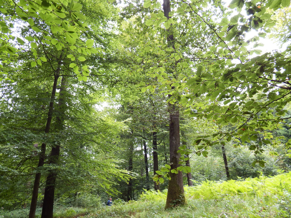 On the path through the Malterdingen forest you go right past an ancient Neolithic burial site used by forest peoples who populated the area for thousands of years.