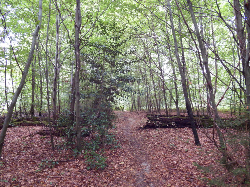 The path through the forest.