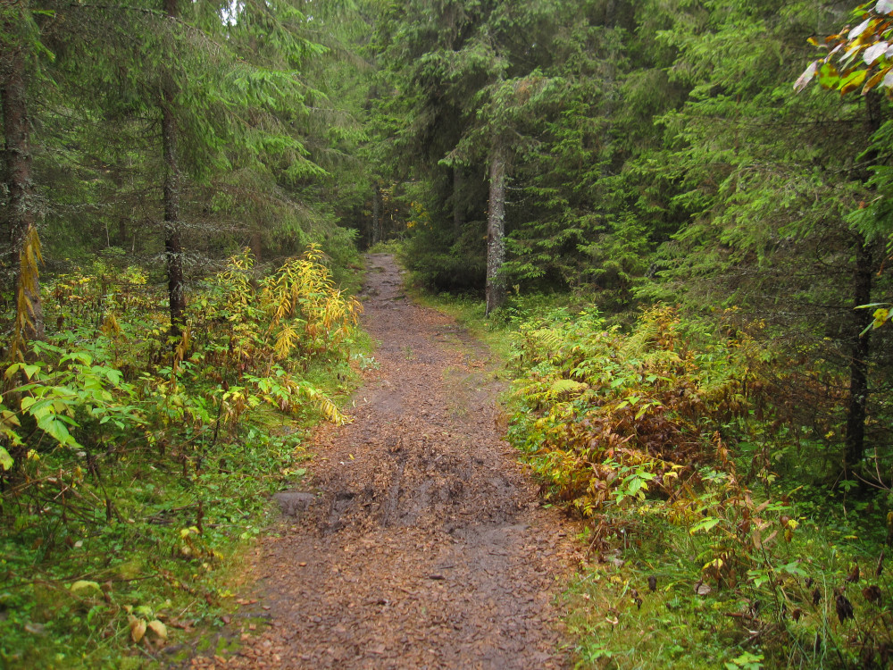 Heading into the forest at the Vind sports park