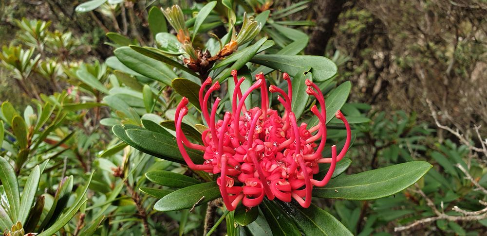 The beautiful Tasmanian waratah in flower. The beautiful Tasmanian waratah in flower.