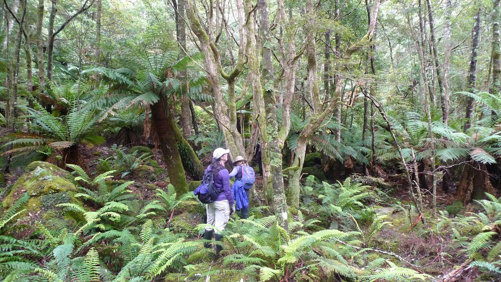 The stillness of the rainforest The stillness of the rainforest