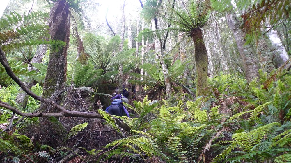 Bushbashing our way through Bushbashing our way through