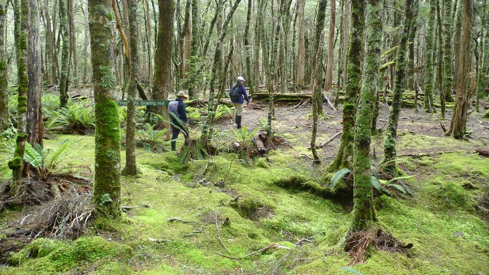 Moss carpeting the path to Haberles Hut Moss carpeting the path to Haberles Hut