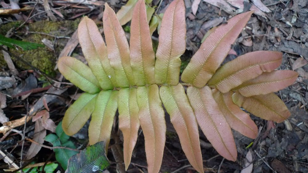 The rust and golden colour of hard fern new growth before they mature and turn green The rust and golden colour of hard fern new growth before they mature and turn green