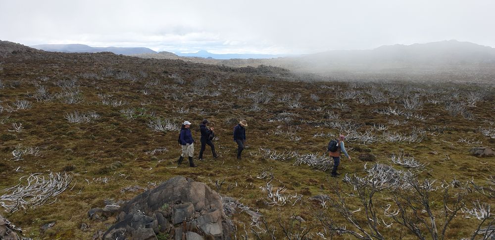 Crossing the plateau with Cradle Mountain in the background Crossing the plateau with Cradle Mountain in the background