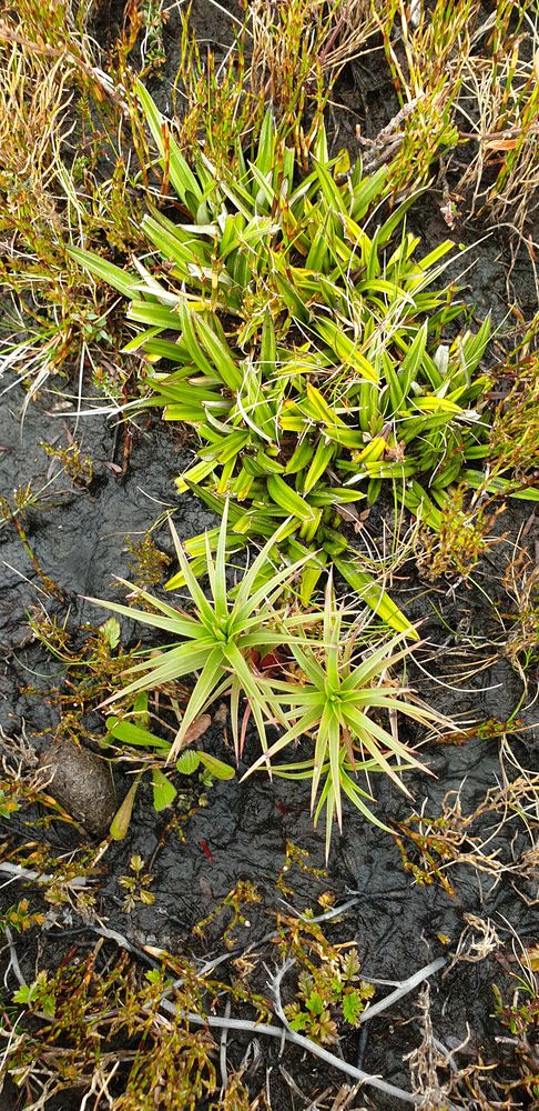 Scoparia making a comeback (bottom) with pineapple grass (top) Scoparia making a comeback (bottom) with pineapple grass (top)